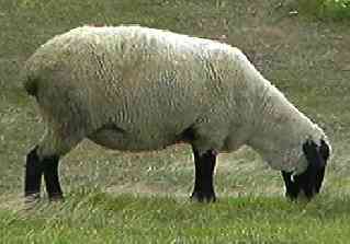 sheep2