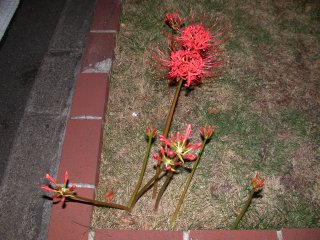 lycoris2002/09/26 qKoi