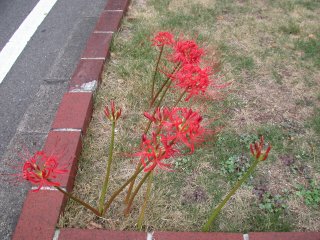 lycoris2002/09/27 qKoi