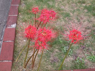 lycoris2002/09/29 qKoi