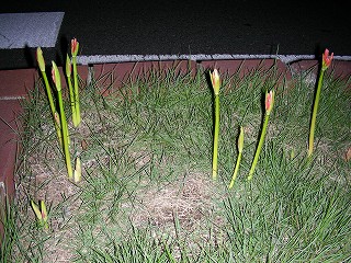 ڂ