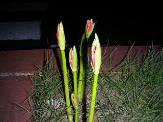 ڂ