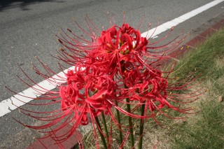 11_lycoris(2006-09-30).jpg(32062 byte)