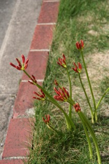 06_lycoris(2008-09-27).jpg(26493 byte)
