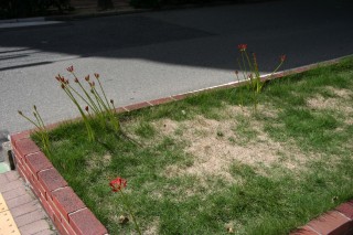 08_lycoris(2008-09-27).jpg(24931 byte)