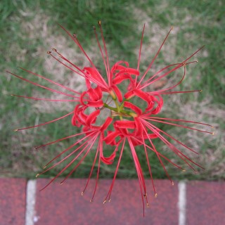 10_lycoris(2008-09-28).jpg(30987 byte)