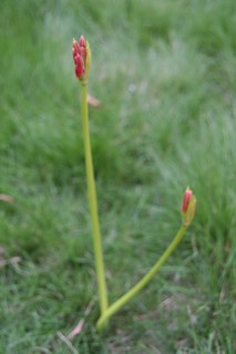 11_lycoris(2008-09-28).jpg(15771 byte)