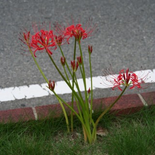 12_lycoris(2008-09-28).jpg(31532 byte)