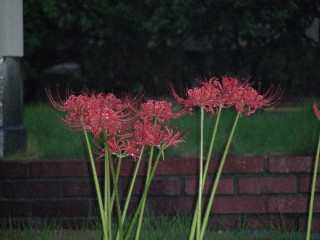14_lycoris(2008-09-30).jpg(21417 byte)