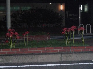 15_lycoris(2008-10-03).jpg(20073 byte)