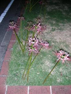 16_lycoris(2008-10-06).jpg(33314 byte)