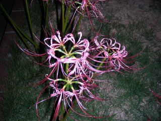 18_lycoris(2008-10-06).jpg(36756 byte)