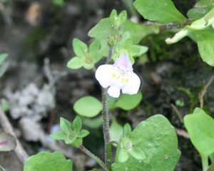 flower_Helicon.jpg