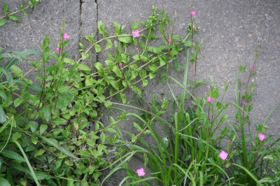 ogura-20090503_004.jpg