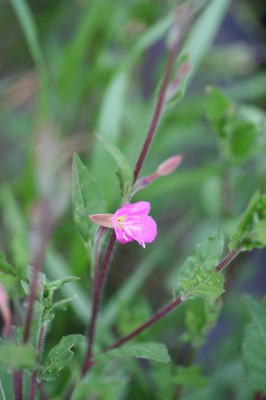 ogura-20090503_005.jpg