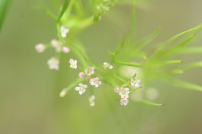 ogura-20090503_008.jpg