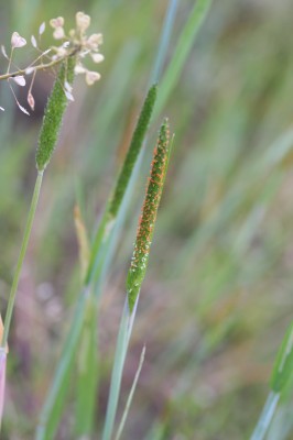 ogura-20090503_024.jpg