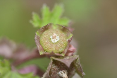 ogura-20090503_038.jpg