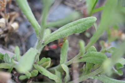 ogura-20090503_045.jpg