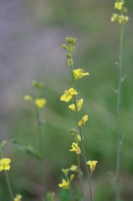 ogura-20090503_055.jpg