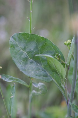 ogura-20090503_058.jpg