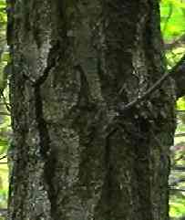 Fagaceae ブナ科
