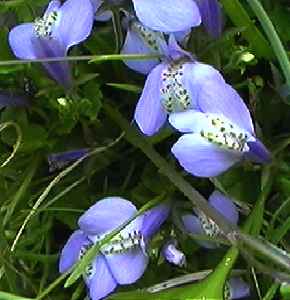 ムラサキサギゴケ 花